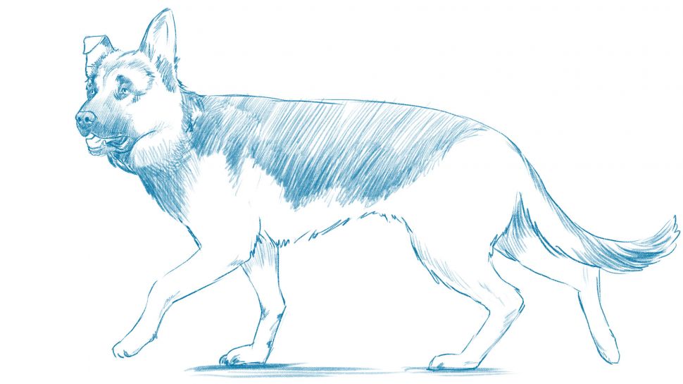 Как нарисовать собаку анатомически правильно