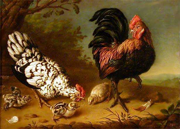 Куриное семейство — Гроот Георг Кристофор 