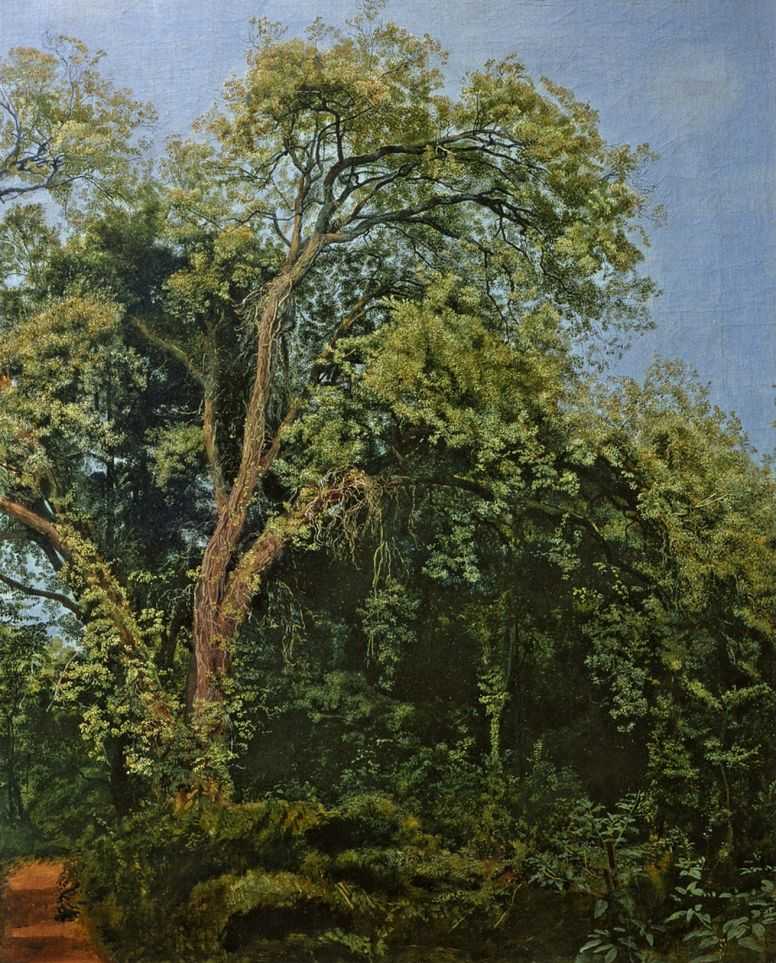 Дерево в парке Киджи — Иванов Александр Андреевич 